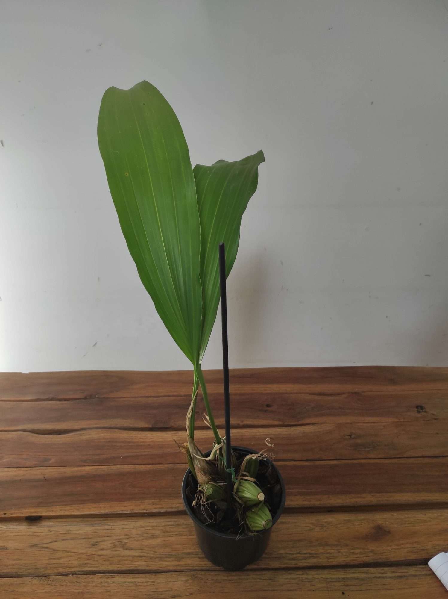 Stanhopea Ruckeri - Sem flor - Image 2