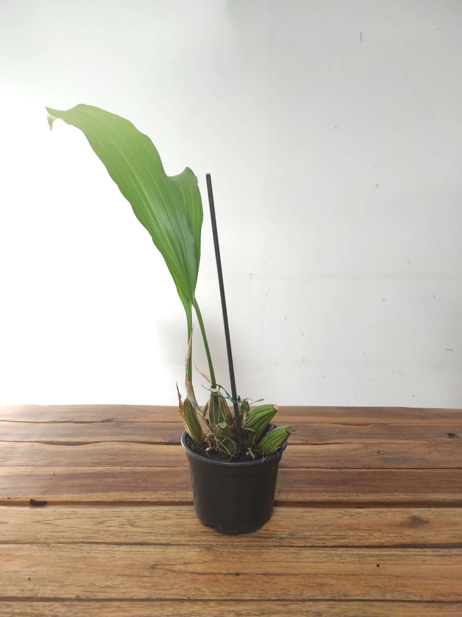 Stanhopea Ruckeri - Sem flor - Image 3