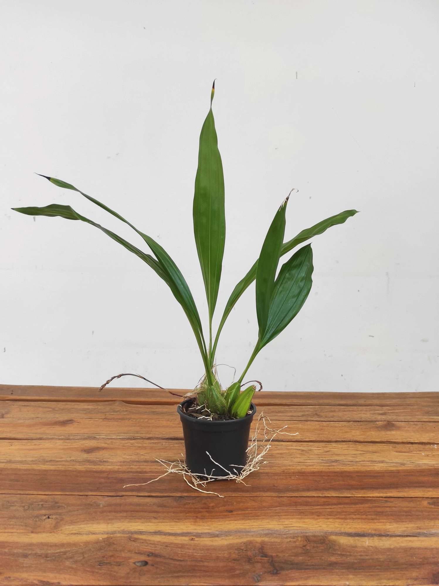 Gongora Galeata - Sem Flor - Image 2