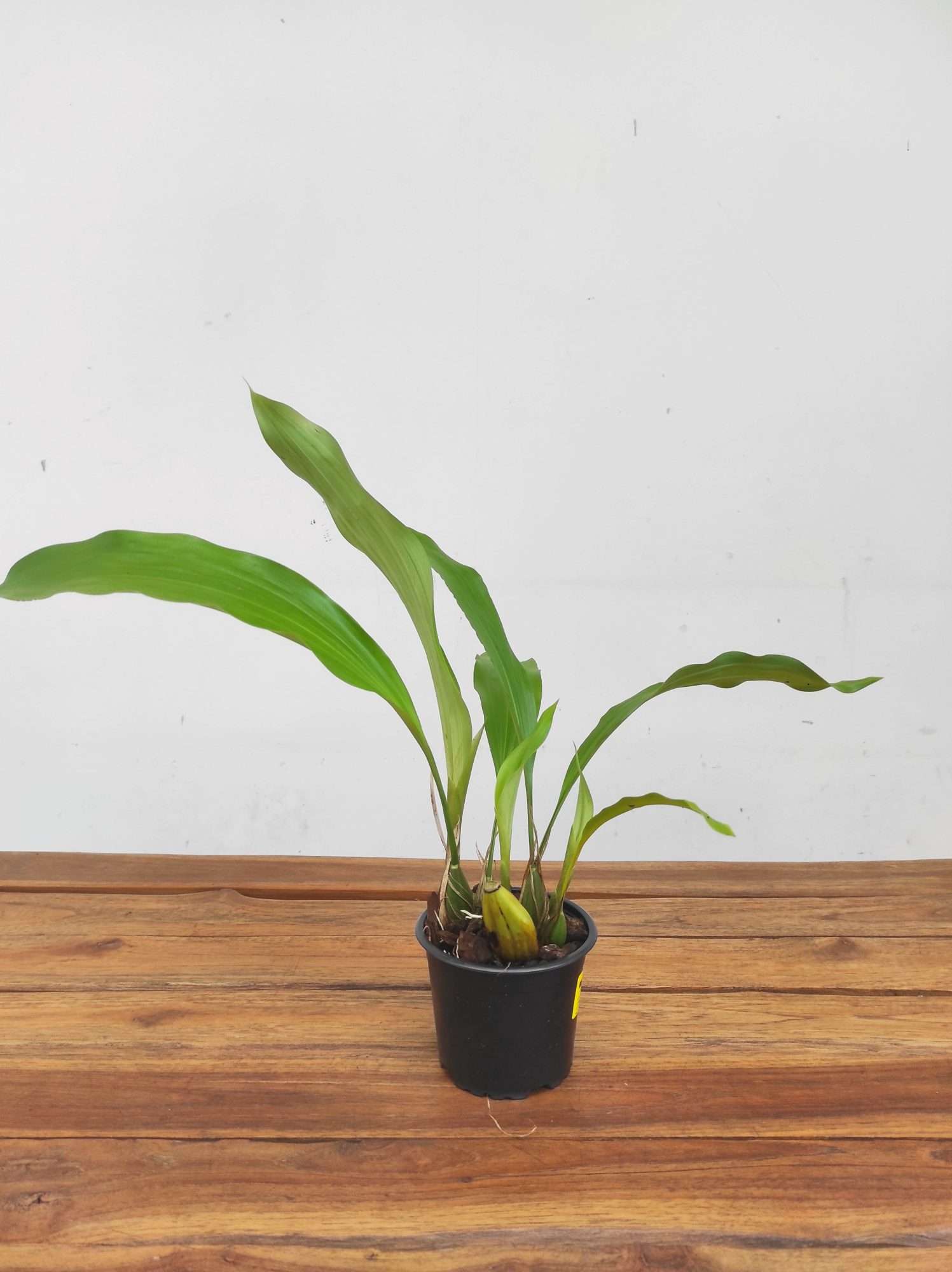 Stanhopea Ruckeri - Sem flor - Image 2