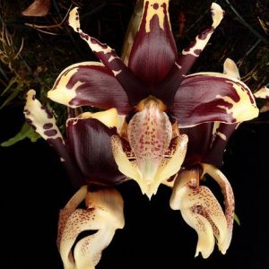 Stanhopea Tigrina - Sem flor