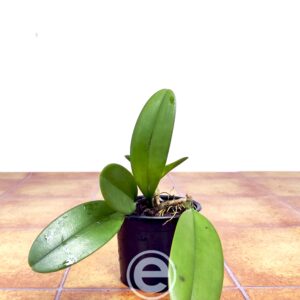 Bulbophyllum Baileyi - Sem Flor