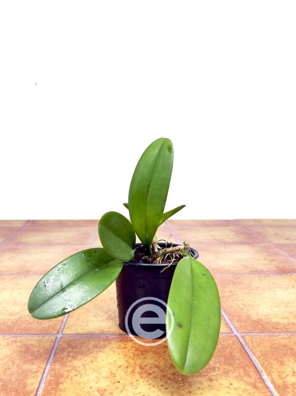 Bulbophyllum Baileyi - Sem Flor