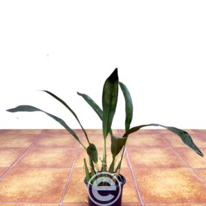 Coelogyne Cobbiana - Sem Flor
