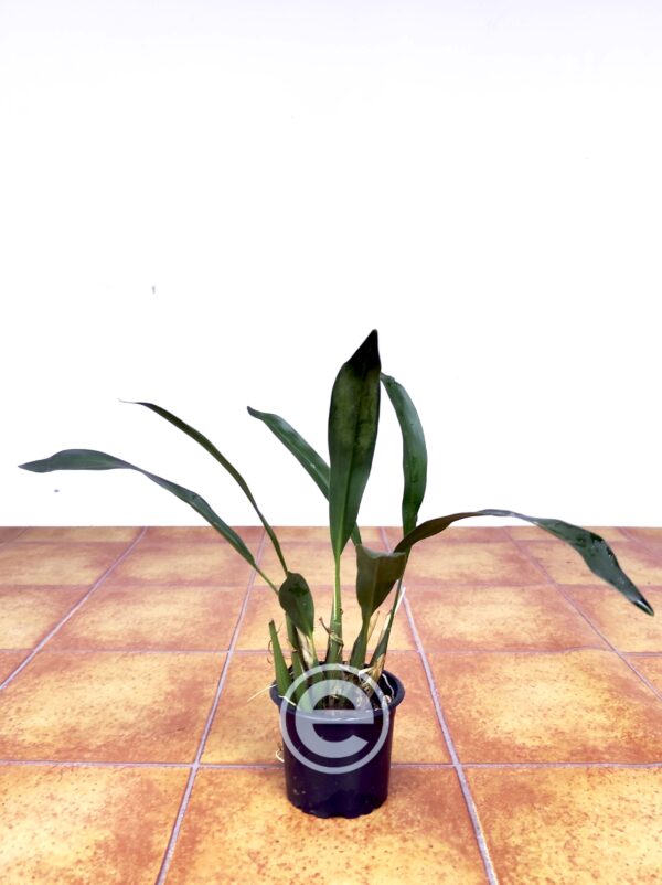 Coelogyne Cobbiana - Sem Flor