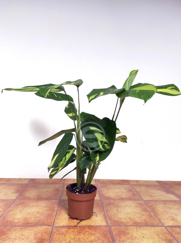 Ctenanthe Lubbersiana - Image 2