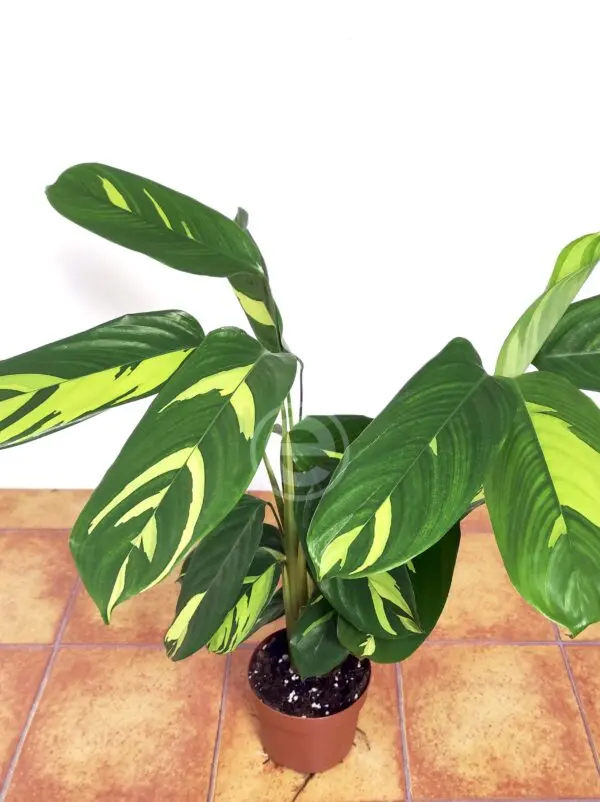 Ctenanthe Lubbersiana