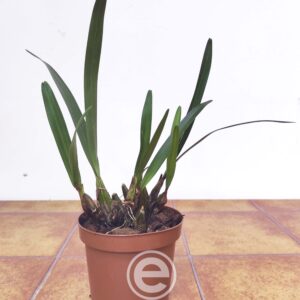 Epigeneium Cymbidioides - Sem Flor
