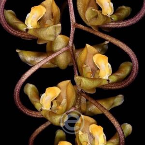 Gongora Galeata - Sem Flor