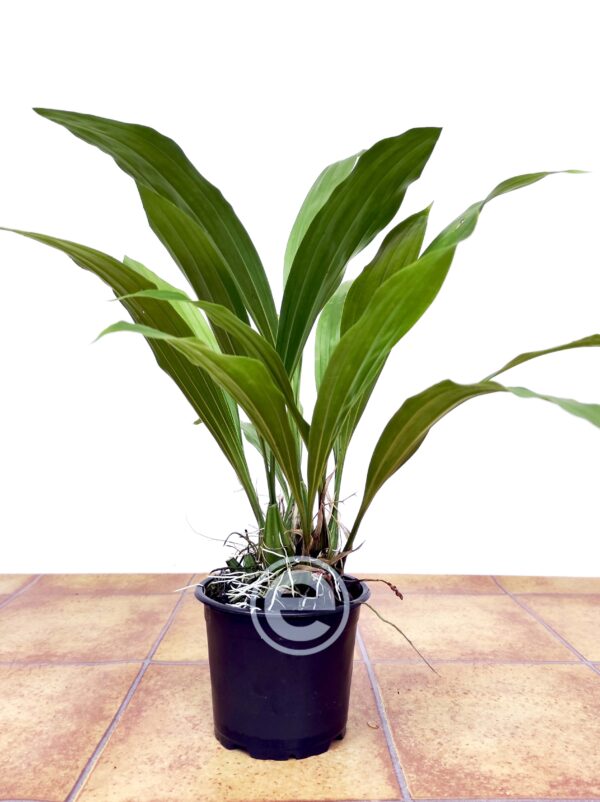 Gongora Galeata - Sem Flor - Image 2