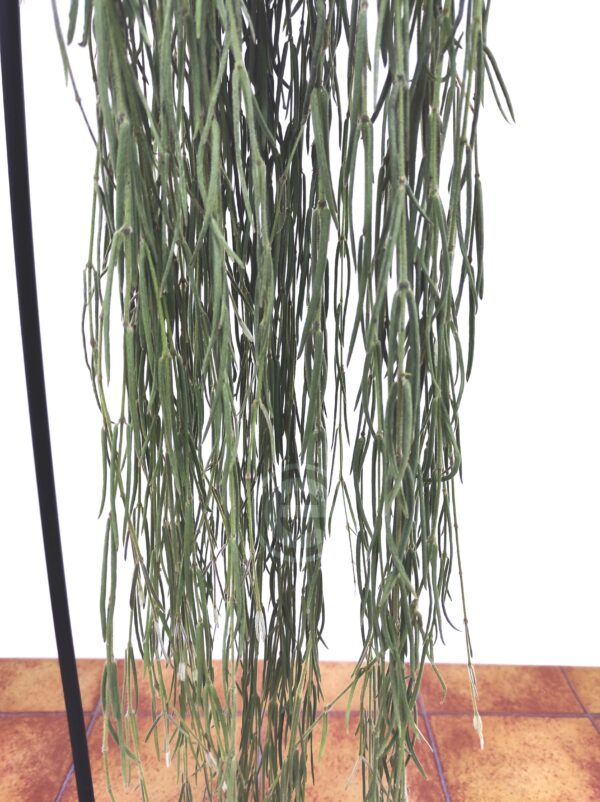 Hoya Linearis - Suspensão