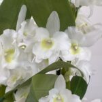 Dendrobium Nobile
