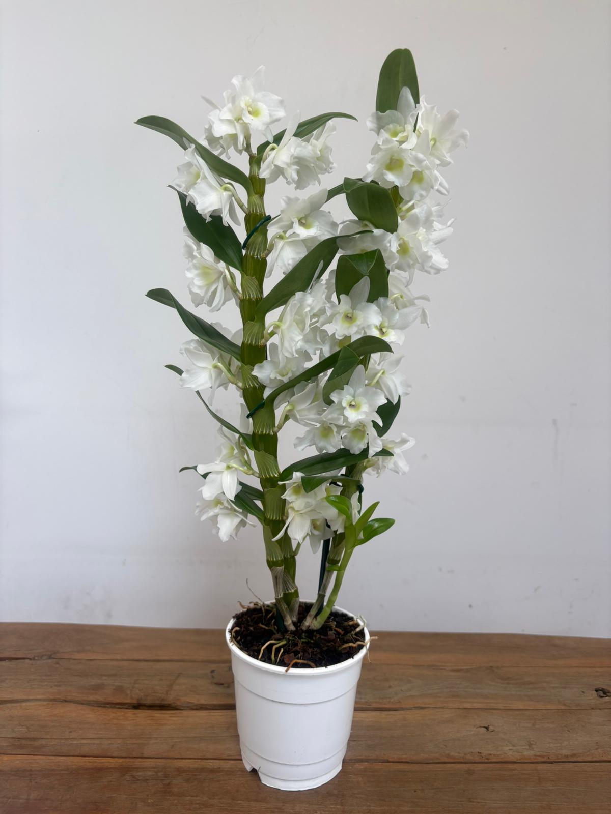 Dendrobium Nobile - Image 2