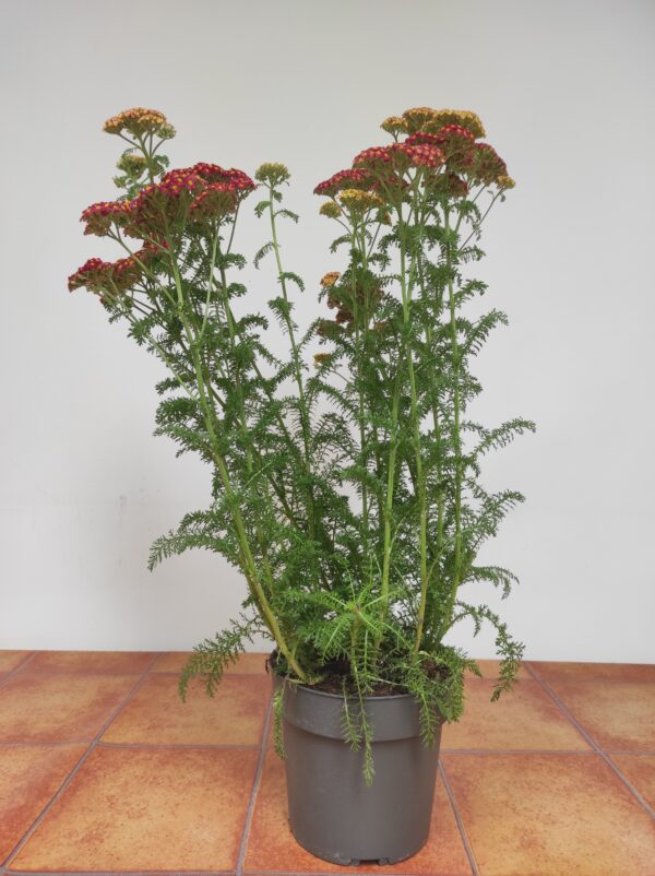 Achillea Millefolium 'Skysail Fire' - Image 2