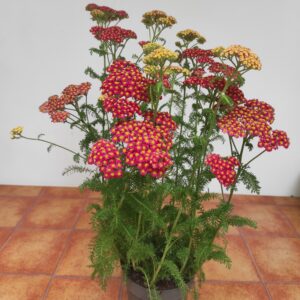 Achillea Millefolium 'Skysail Fire'