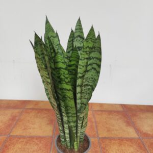 Sansevieria Zeylanica