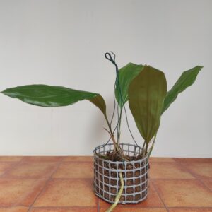 Stanhopea Embreei - Suspensão - Haste Floral