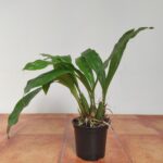 Gongora Grossa - Sem Flor