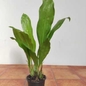 Gongora Gratulabunda - Sem Flor