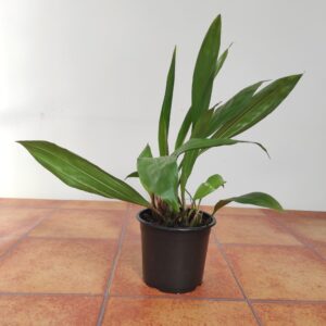 Gongora Batemanni - Sem Flor