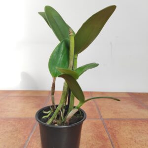 Cattleya Intermedia F. Coerulea