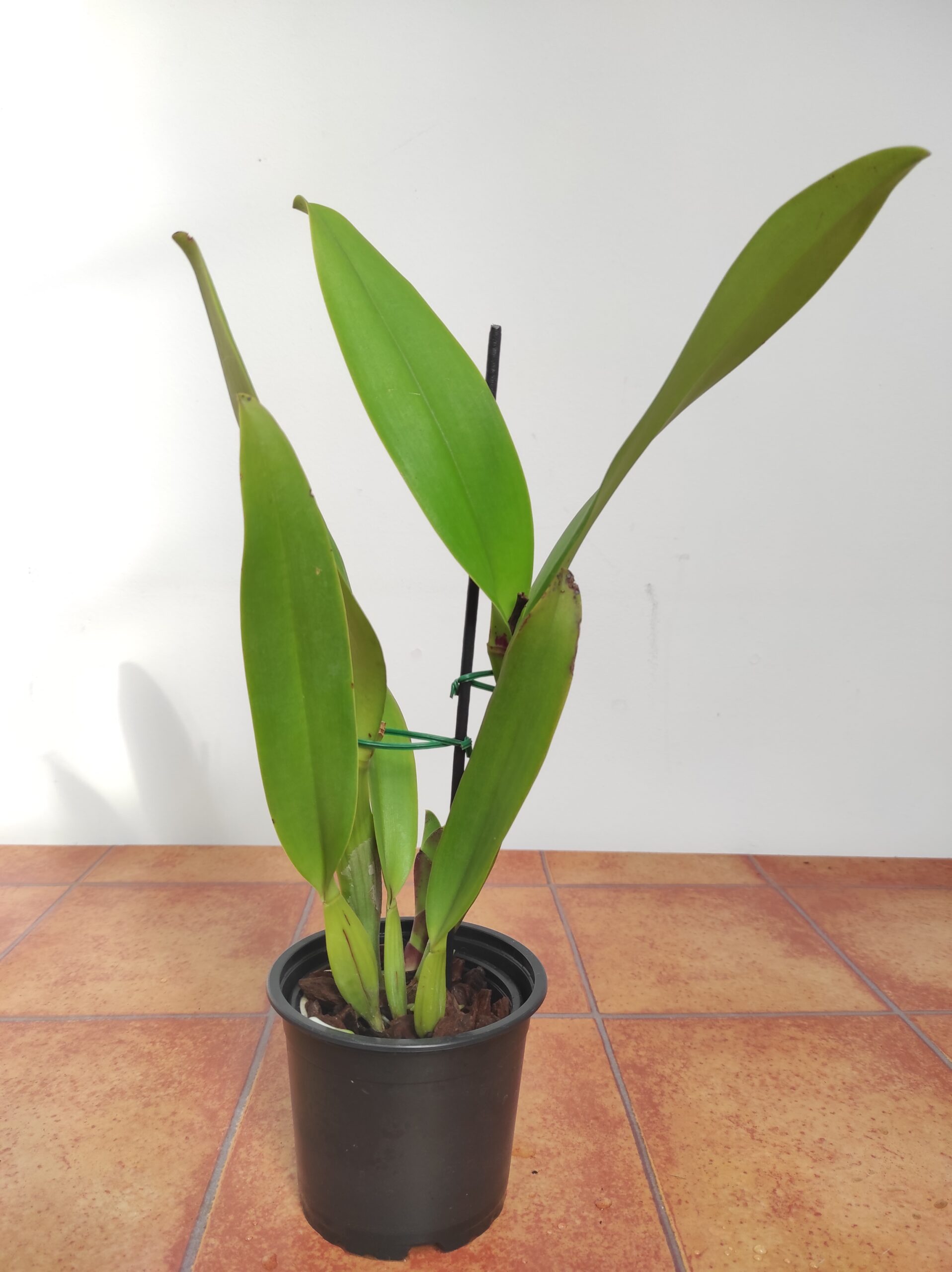 Rhyncholaeliocattleya Chinese Beauty 'Orchid Queen'