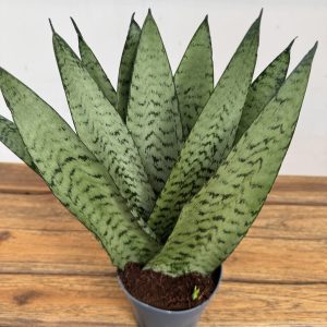Sansevieria Zeylanica Fan