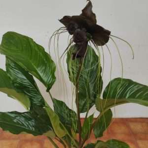 Tacca Chantrieri - Com Flor