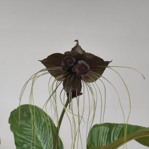 Tacca Chantrieri