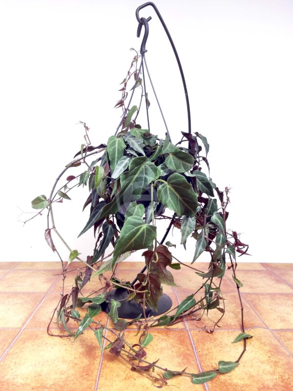 Parthenocissus Inserta Amazonica - Suspensão - Image 2