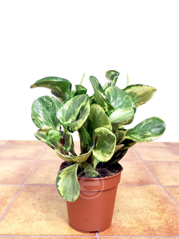 Peperomia Golden Gate - Image 2
