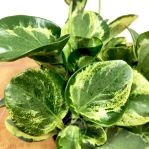 Peperomia Golden Gate