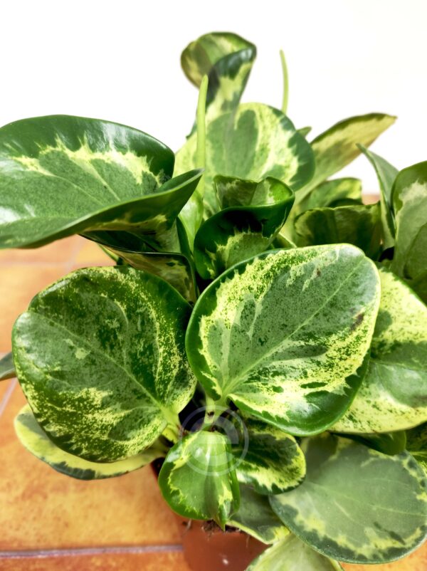 Peperomia Golden Gate