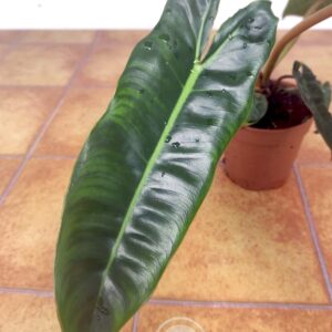 Philodendron Billietiae