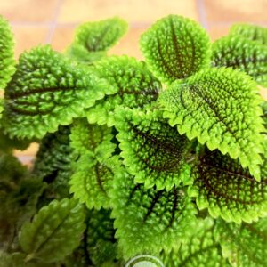 Pilea Mollis 'Moon Valley'