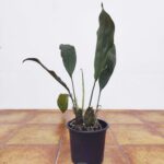 Stanhopea Dodsoniana - Sem flor