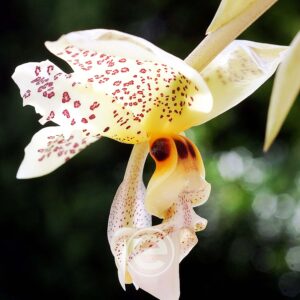 Stanhopea Gibbosa - Sem flor