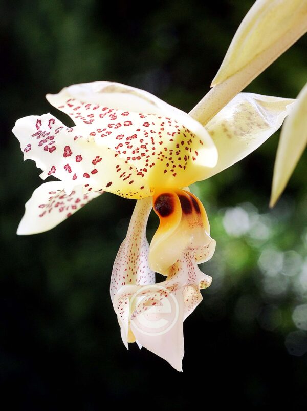 Stanhopea Gibbosa - Sem flor