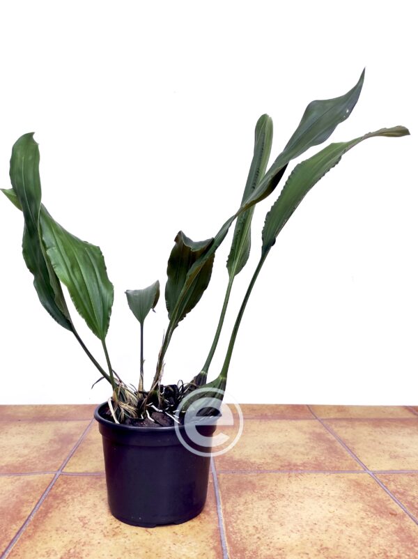 Stanhopea Gibbosa - Sem flor - Image 2