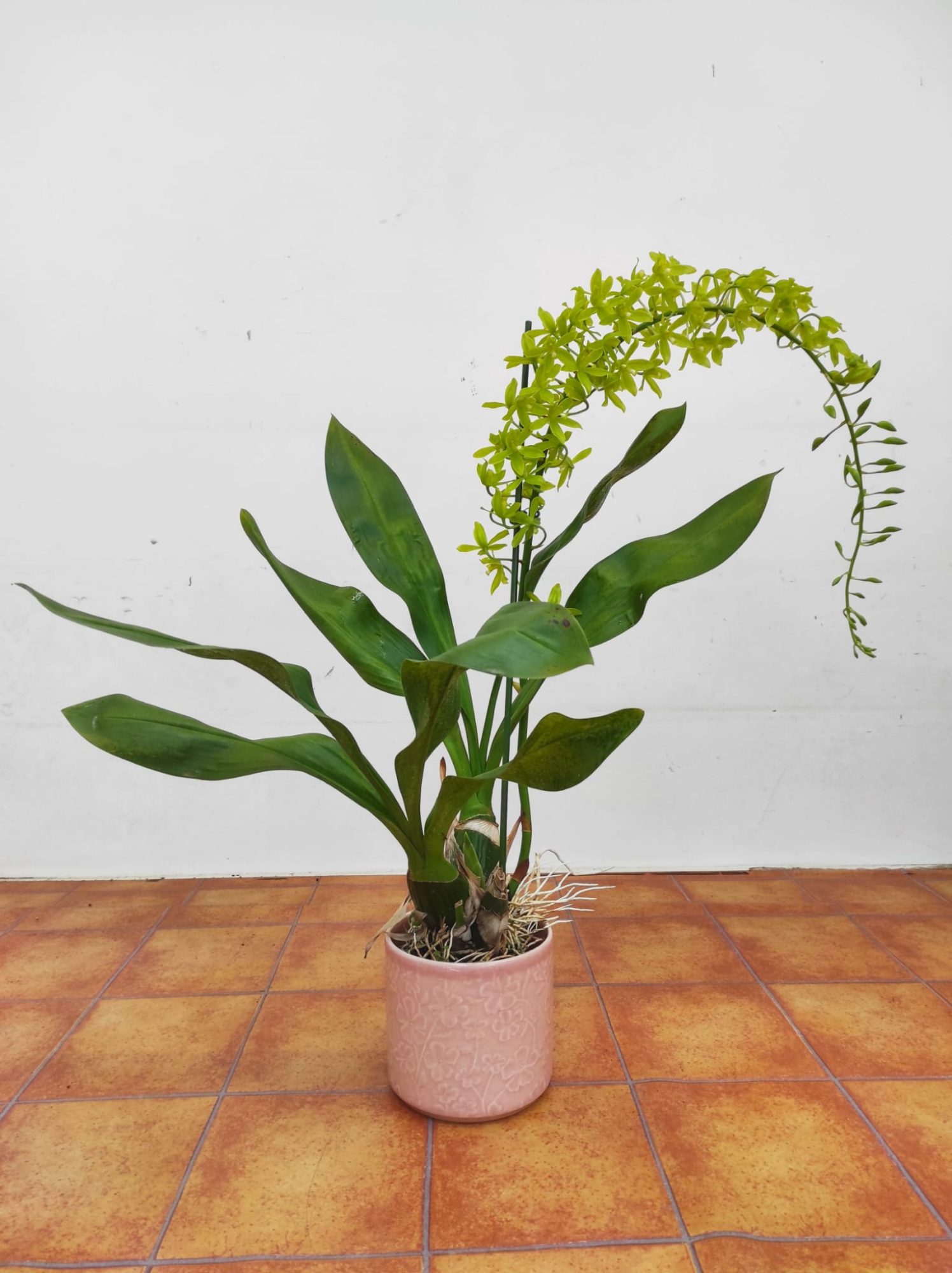 Grammatophyllum Scriptum Var. Citrinum - 1 Haste Floral - Image 2