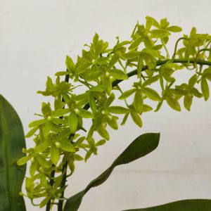 Grammatophyllum Scriptum Var. Citrinum - 1 Haste Floral