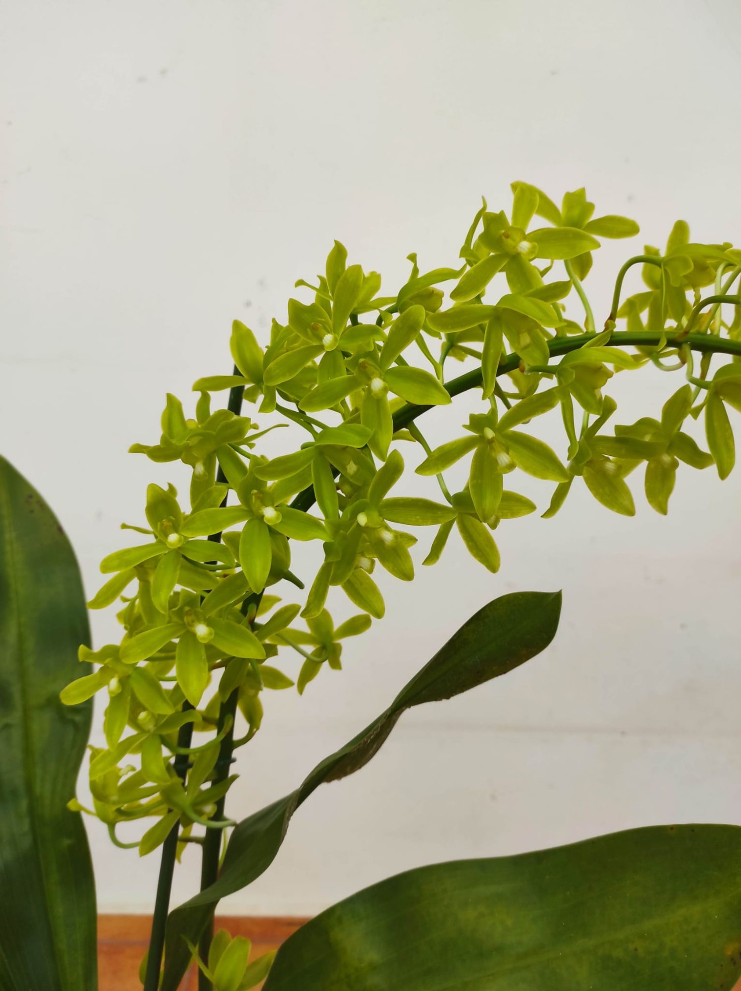 Grammatophyllum Scriptum Var. Citrinum - 1 Haste Floral