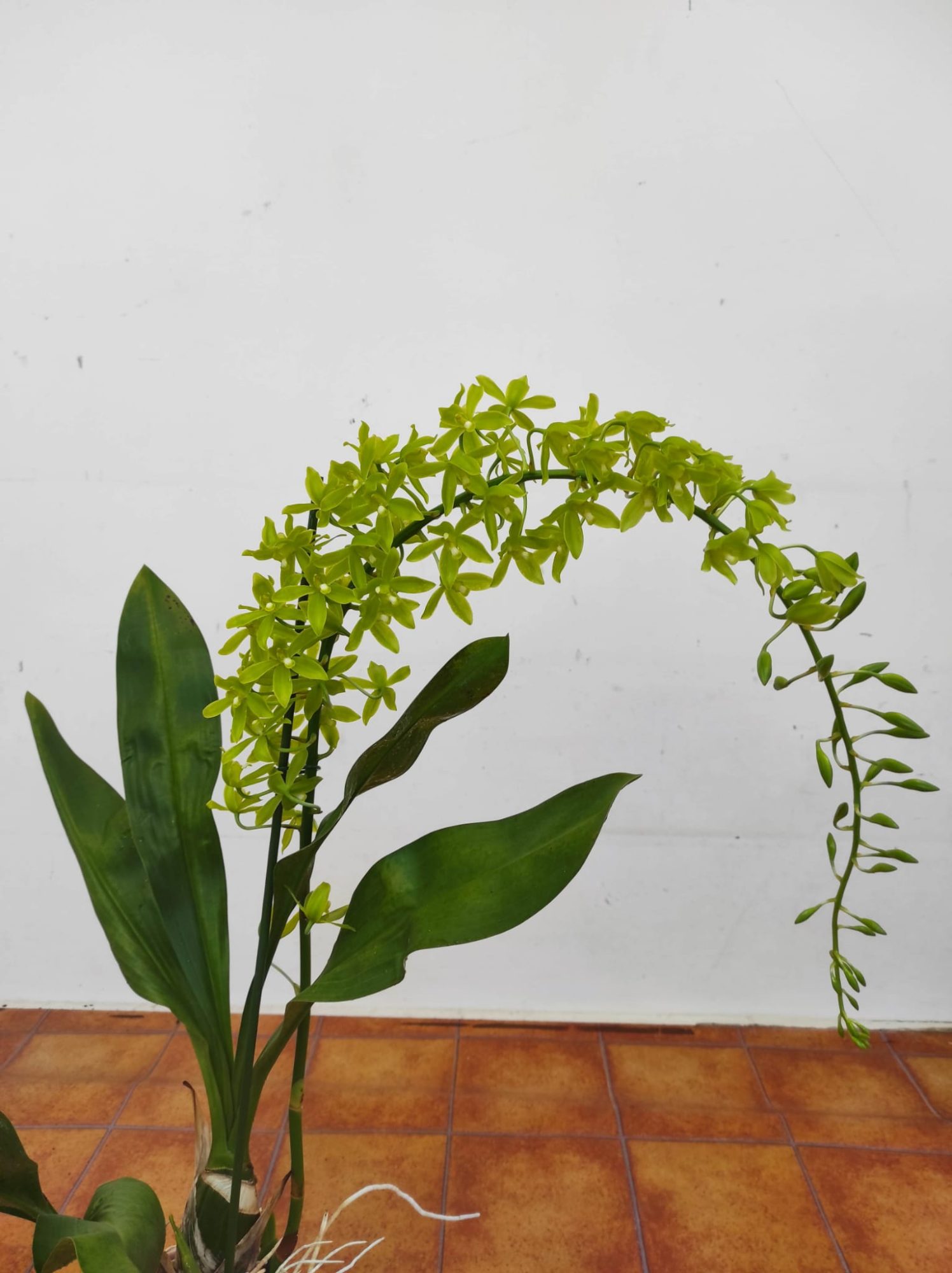 Grammatophyllum Scriptum Var. Citrinum - 1 Haste Floral - Image 3