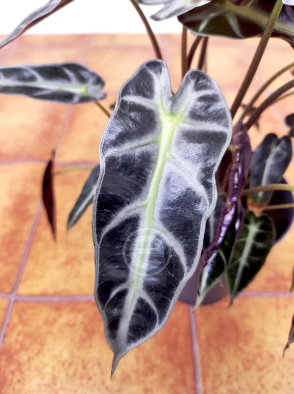 Alocasia 'Bambino Arrow'