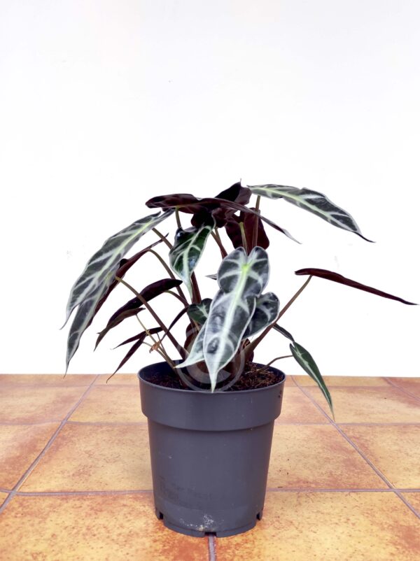 Alocasia 'Bambino Arrow' - Image 2