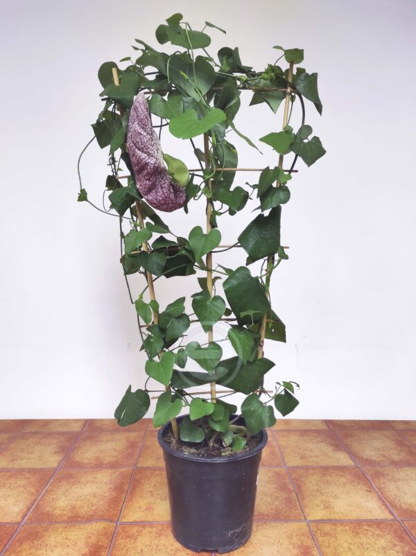 Aristolochia Macrophylla - Image 2