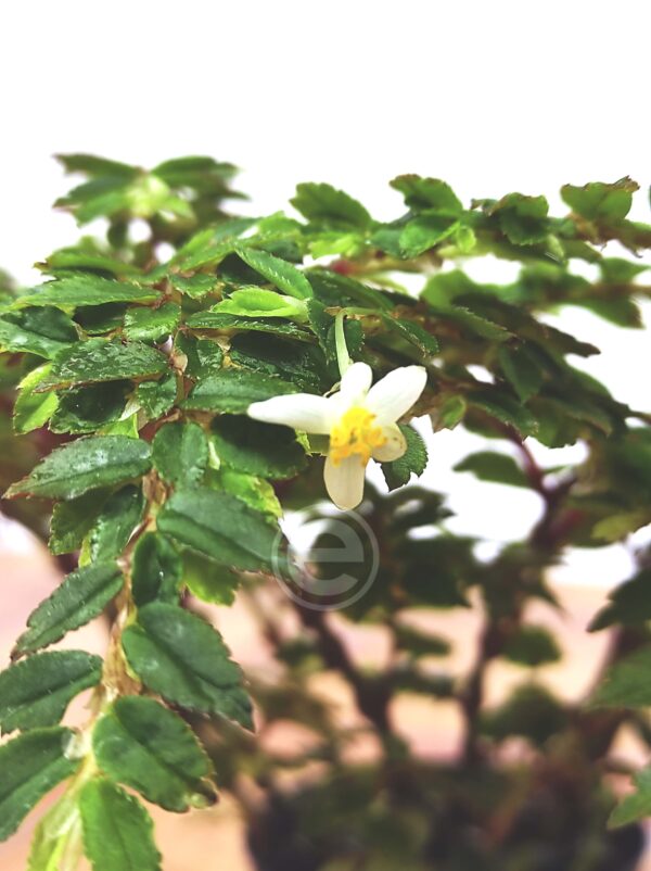 Begonia Foliosa Miniata