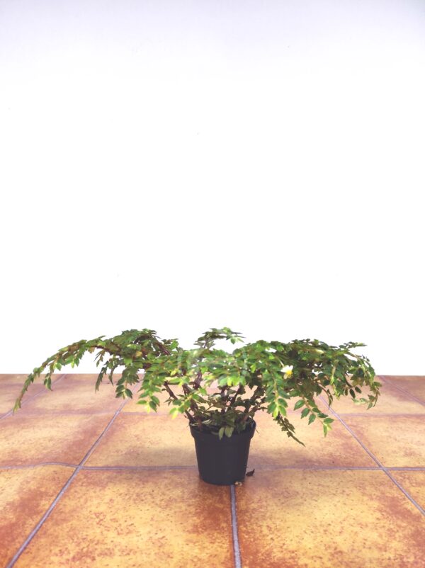 Begonia Foliosa Miniata - Image 2
