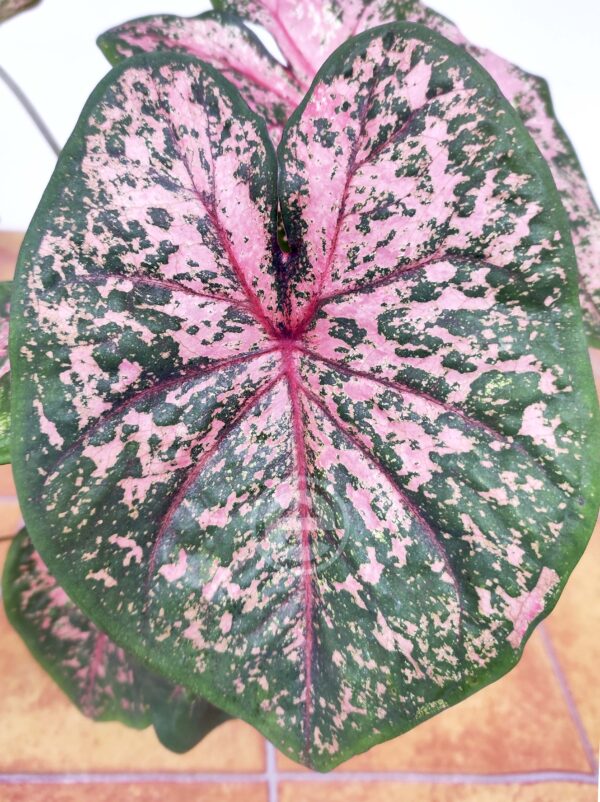 Caladium Bicolor 'Sweetheart'  V.13