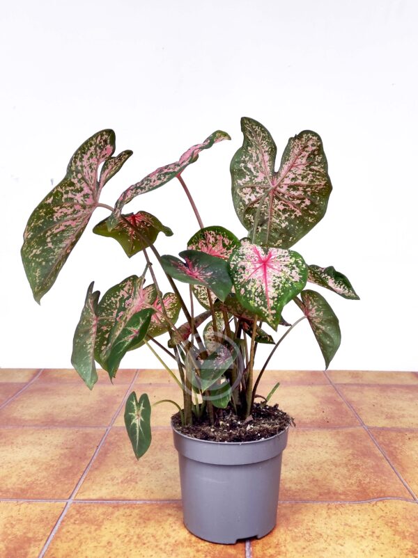 Caladium Bicolor 'Sweetheart'  V.13 - Image 2
